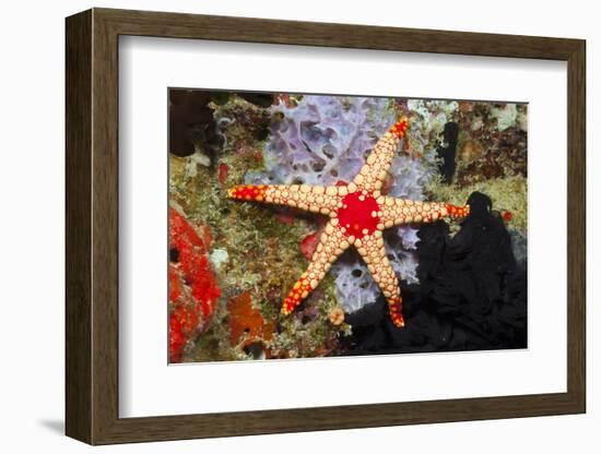 Red Mesh Starfish-Reinhard Dirscherl-Framed Photographic Print