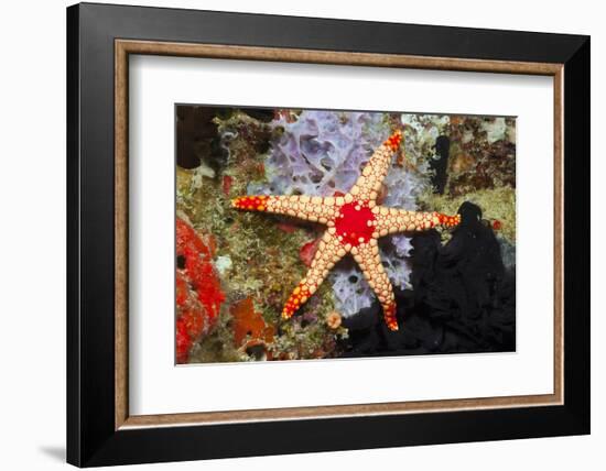 Red Mesh Starfish-Reinhard Dirscherl-Framed Photographic Print