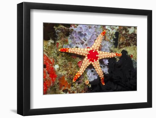 Red Mesh Starfish-Reinhard Dirscherl-Framed Photographic Print