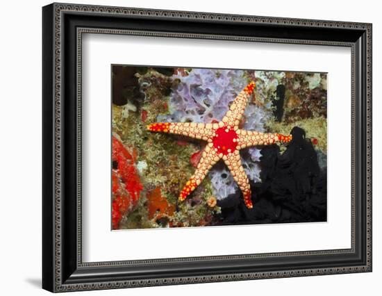 Red Mesh Starfish-Reinhard Dirscherl-Framed Photographic Print