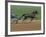 Red Mile Harness Track, Lexington, Kentucky, USA-null-Framed Photographic Print