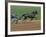 Red Mile Harness Track, Lexington, Kentucky, USA-null-Framed Photographic Print