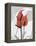 Red Moment Flamingo-Albert Koetsier-Framed Stretched Canvas