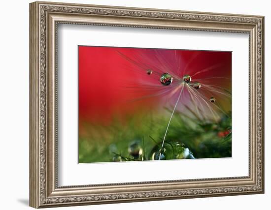 Red Morning II-Heidi Westum-Framed Photographic Print