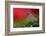 Red Morning II-Heidi Westum-Framed Photographic Print