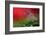 Red Morning II-Heidi Westum-Framed Photographic Print