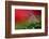 Red Morning II-Heidi Westum-Framed Photographic Print