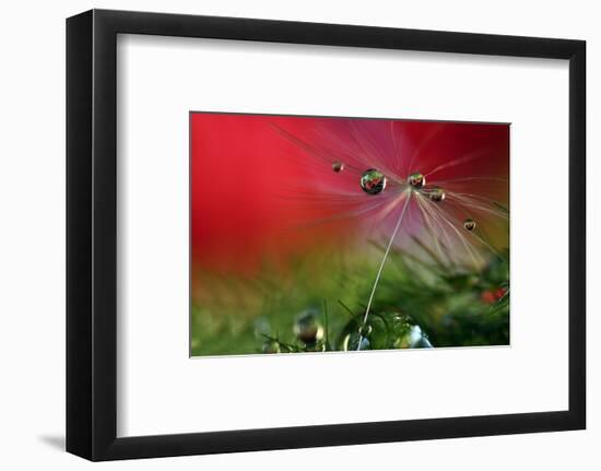 Red Morning II-Heidi Westum-Framed Photographic Print