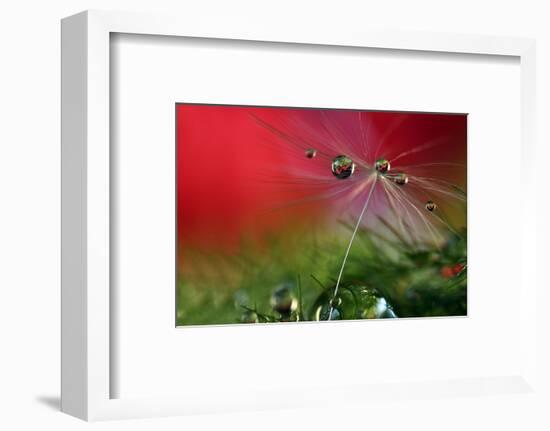 Red Morning II-Heidi Westum-Framed Photographic Print