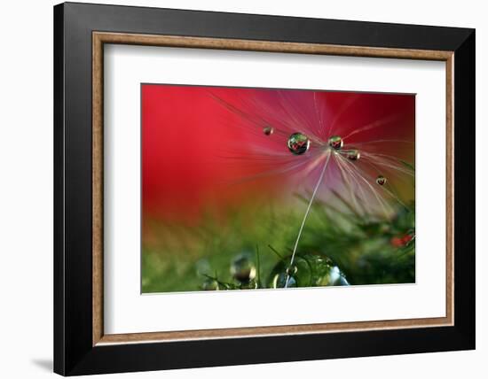 Red Morning II-Heidi Westum-Framed Photographic Print