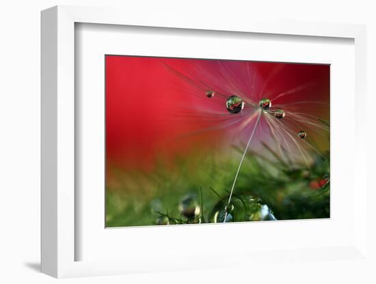 Red Morning II-Heidi Westum-Framed Photographic Print