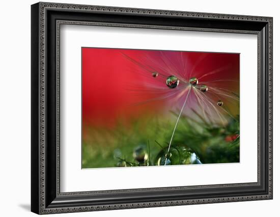 Red Morning II-Heidi Westum-Framed Photographic Print