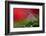 Red Morning II-Heidi Westum-Framed Photographic Print