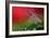 Red Morning II-Heidi Westum-Framed Photographic Print