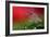 Red Morning II-Heidi Westum-Framed Photographic Print