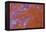 Red Moss Agate-Darrell Gulin-Framed Premier Image Canvas