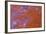 Red Moss Agate-Darrell Gulin-Framed Photographic Print