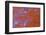 Red Moss Agate-Darrell Gulin-Framed Photographic Print