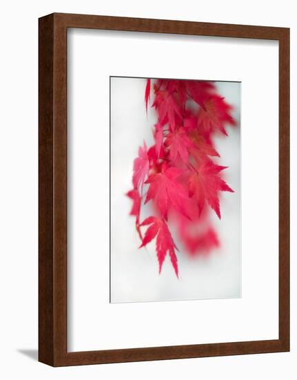 Red Movement-Philippe Sainte-Laudy-Framed Photographic Print