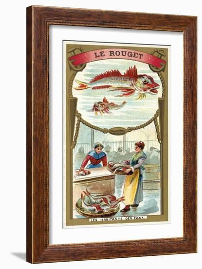 Red Mullet-null-Framed Giclee Print