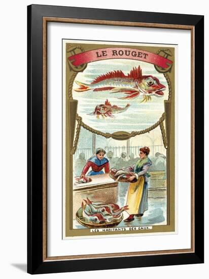 Red Mullet-null-Framed Giclee Print