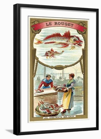 Red Mullet-null-Framed Giclee Print