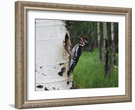 Red-Naped Sapsucker Female at Nest Hole in Aspen Tree, Rocky Mountain National Park, Colorado, USA-Rolf Nussbaumer-Framed Photographic Print