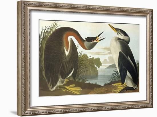 Red-Necked Grebe-John James Audubon-Framed Art Print