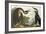 Red-Necked Grebe-John James Audubon-Framed Art Print
