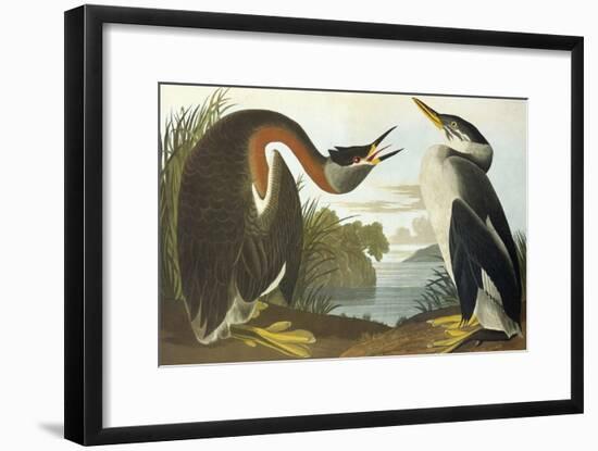 Red-Necked Grebe-John James Audubon-Framed Art Print