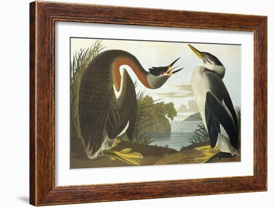 Red-Necked Grebe-John James Audubon-Framed Art Print