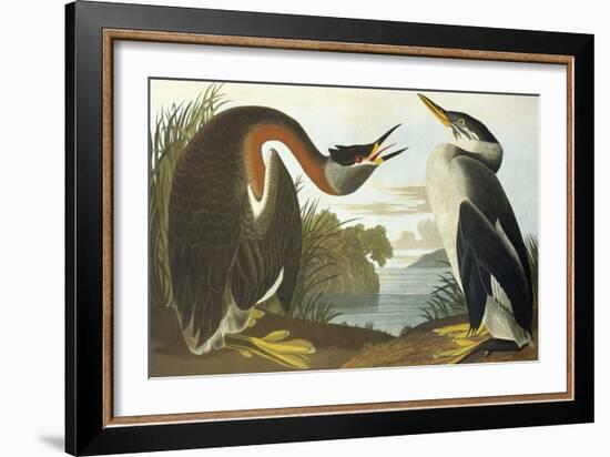 Red-Necked Grebe-John James Audubon-Framed Art Print