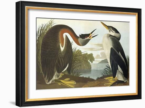 Red-Necked Grebe-John James Audubon-Framed Art Print