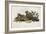 Red-Necked Nightjar (Caprimulgus Ruficollis)-John Gould-Framed Giclee Print