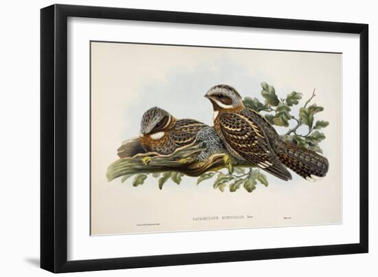 Red-Necked Nightjar (Caprimulgus Ruficollis)-John Gould-Framed Giclee Print