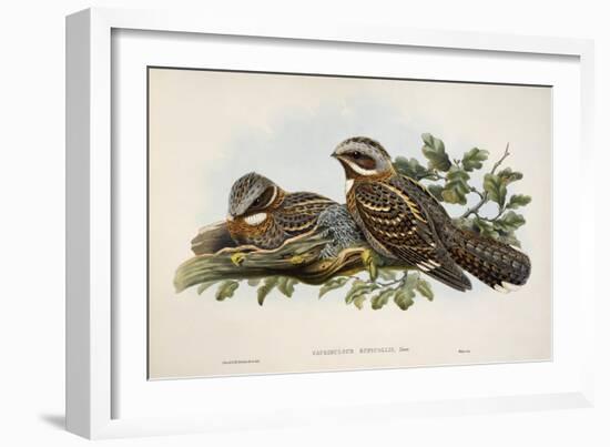 Red-Necked Nightjar (Caprimulgus Ruficollis)-John Gould-Framed Giclee Print