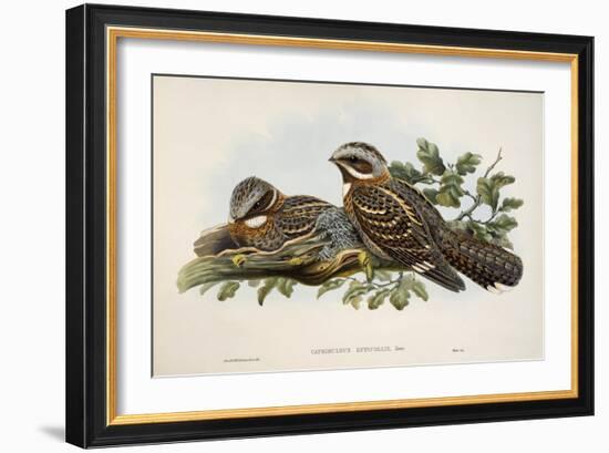 Red-Necked Nightjar (Caprimulgus Ruficollis)-John Gould-Framed Giclee Print