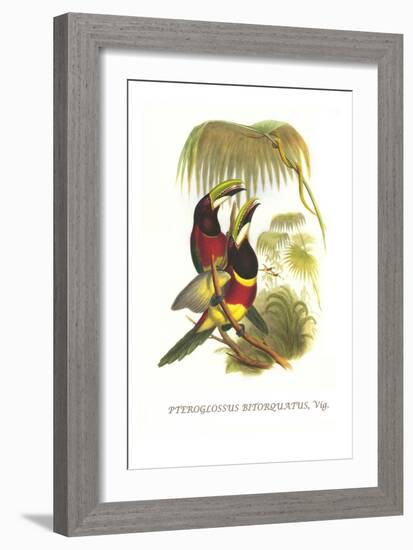 Red Necked or Double Collared Aracari-John Gould-Framed Art Print