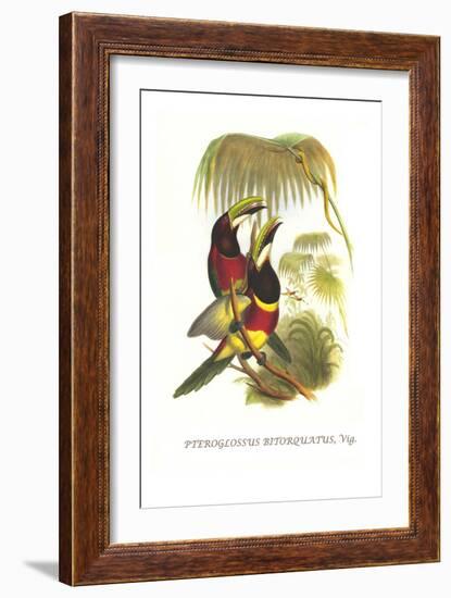 Red Necked or Double Collared Aracari-John Gould-Framed Art Print