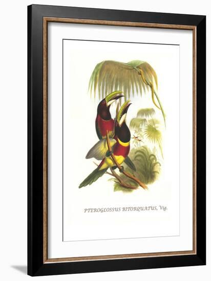 Red Necked or Double Collared Aracari-John Gould-Framed Art Print