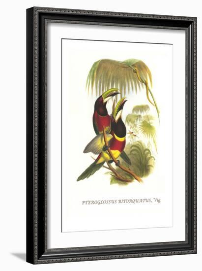 Red Necked or Double Collared Aracari-John Gould-Framed Art Print