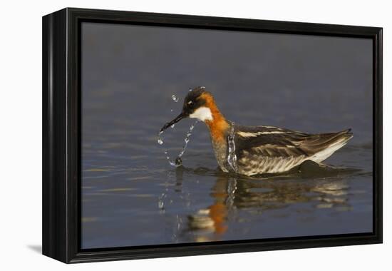 Red-Necked Phalarope-Ken Archer-Framed Premier Image Canvas