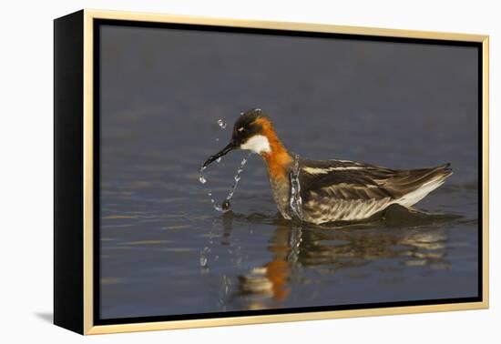 Red-Necked Phalarope-Ken Archer-Framed Premier Image Canvas