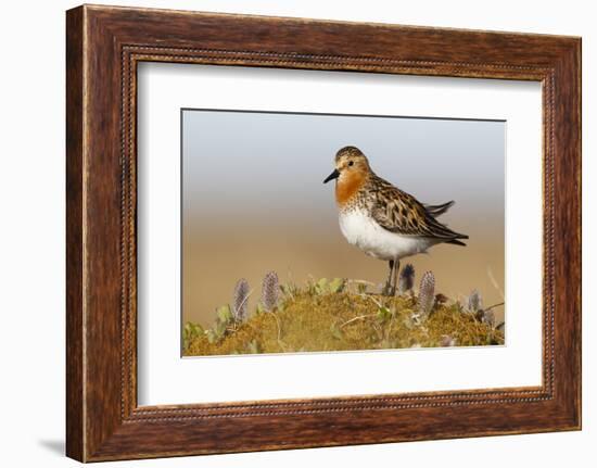 Red-Necked Stint (Calidris Ruficollis) on its Russian Breeding Grounds. Chukotka, Russia. June-Gerrit Vyn-Framed Photographic Print