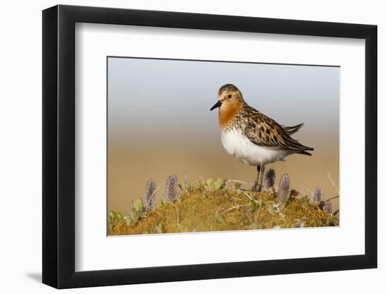 Red-Necked Stint (Calidris Ruficollis) on its Russian Breeding Grounds. Chukotka, Russia. June-Gerrit Vyn-Framed Photographic Print