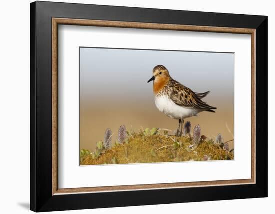 Red-Necked Stint (Calidris Ruficollis) on its Russian Breeding Grounds. Chukotka, Russia. June-Gerrit Vyn-Framed Photographic Print