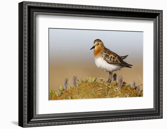 Red-Necked Stint (Calidris Ruficollis) on its Russian Breeding Grounds. Chukotka, Russia. June-Gerrit Vyn-Framed Photographic Print