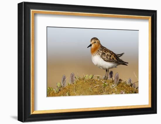 Red-Necked Stint (Calidris Ruficollis) on its Russian Breeding Grounds. Chukotka, Russia. June-Gerrit Vyn-Framed Photographic Print
