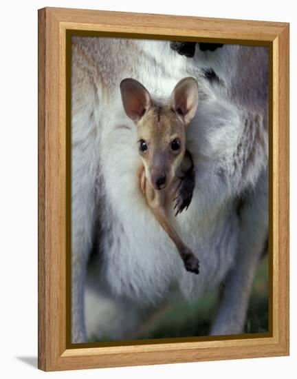 Red-necked Wallaby Joey in Pouch, Bunya Mountain National Park, Australia-Theo Allofs-Framed Premier Image Canvas