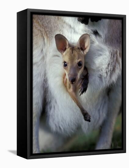 Red-necked Wallaby Joey in Pouch, Bunya Mountain National Park, Australia-Theo Allofs-Framed Premier Image Canvas